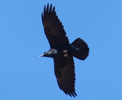 Common Raven